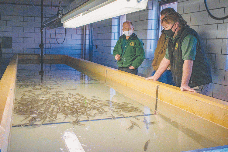 Project to restore grayling hits milestone News, Sports, Jobs Daily